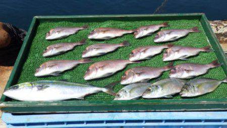 淡路じゃのひれフィッシングパーク 釣果