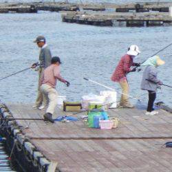 淡路じゃのひれフィッシングパーク 釣果