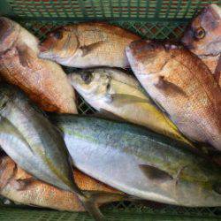 淡路じゃのひれフィッシングパーク 釣果