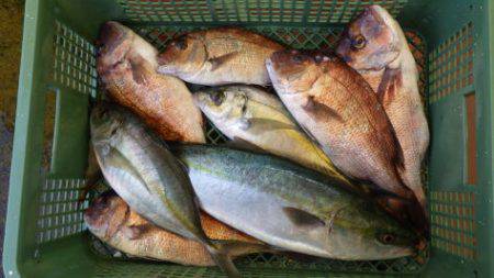 淡路じゃのひれフィッシングパーク 釣果