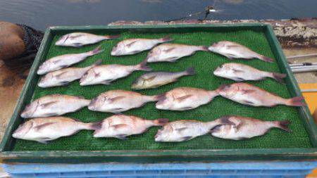 淡路じゃのひれフィッシングパーク 釣果