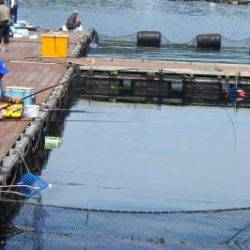 淡路じゃのひれフィッシングパーク 釣果