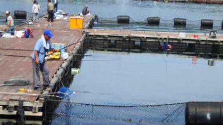 淡路じゃのひれフィッシングパーク 釣果