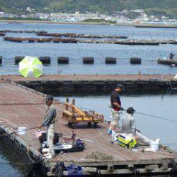 淡路じゃのひれフィッシングパーク 釣果
