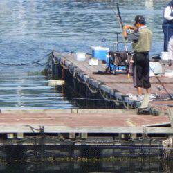 淡路じゃのひれフィッシングパーク 釣果