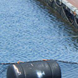 淡路じゃのひれフィッシングパーク 釣果