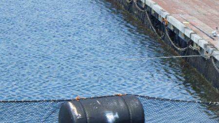 淡路じゃのひれフィッシングパーク 釣果