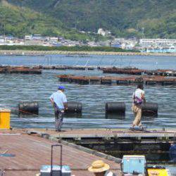 淡路じゃのひれフィッシングパーク 釣果
