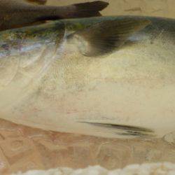 淡路じゃのひれフィッシングパーク 釣果