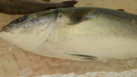 淡路じゃのひれフィッシングパーク 釣果