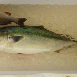 淡路じゃのひれフィッシングパーク 釣果