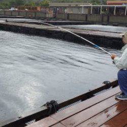 淡路じゃのひれフィッシングパーク 釣果