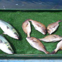 淡路じゃのひれフィッシングパーク 釣果