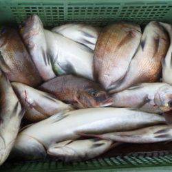 淡路じゃのひれフィッシングパーク 釣果