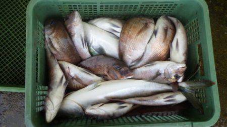 淡路じゃのひれフィッシングパーク 釣果