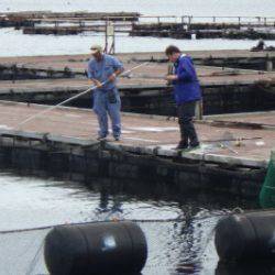 淡路じゃのひれフィッシングパーク 釣果