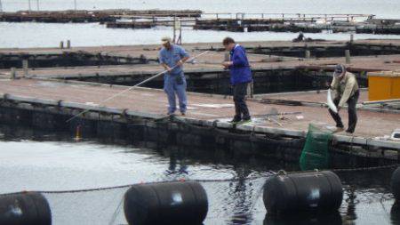 淡路じゃのひれフィッシングパーク 釣果