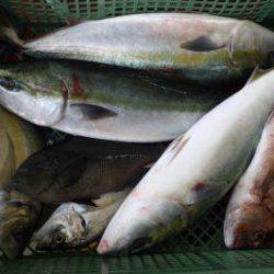 淡路じゃのひれフィッシングパーク 釣果