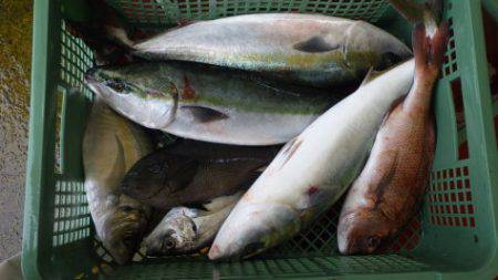 淡路じゃのひれフィッシングパーク 釣果