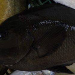 淡路じゃのひれフィッシングパーク 釣果