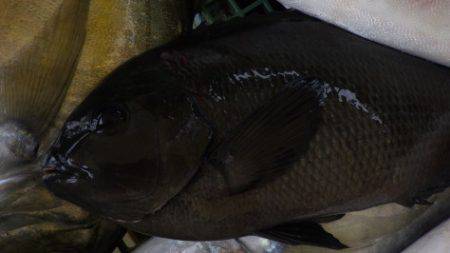 淡路じゃのひれフィッシングパーク 釣果