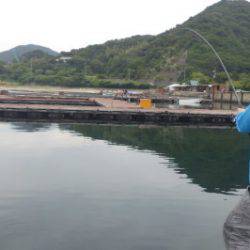 淡路じゃのひれフィッシングパーク 釣果