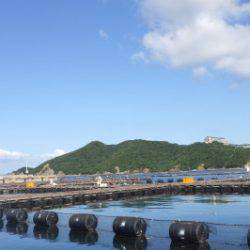 淡路じゃのひれフィッシングパーク 釣果