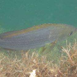 淡路じゃのひれフィッシングパーク 釣果