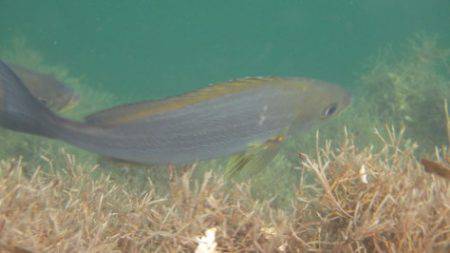 淡路じゃのひれフィッシングパーク 釣果