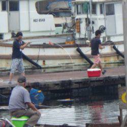 淡路じゃのひれフィッシングパーク 釣果