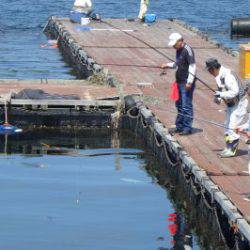 淡路じゃのひれフィッシングパーク 釣果