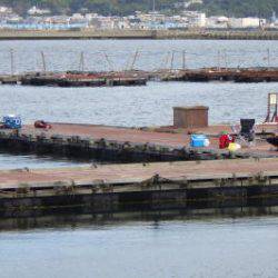 淡路じゃのひれフィッシングパーク 釣果