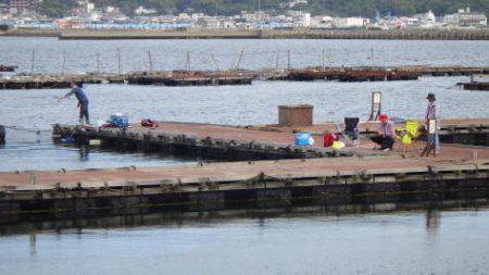 淡路じゃのひれフィッシングパーク 釣果