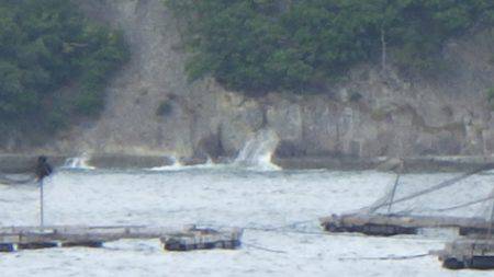 淡路じゃのひれフィッシングパーク 釣果