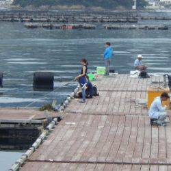 淡路じゃのひれフィッシングパーク 釣果