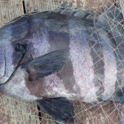 淡路じゃのひれフィッシングパーク 釣果