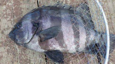 淡路じゃのひれフィッシングパーク 釣果