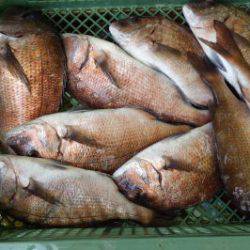 淡路じゃのひれフィッシングパーク 釣果