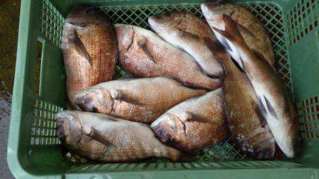 淡路じゃのひれフィッシングパーク 釣果