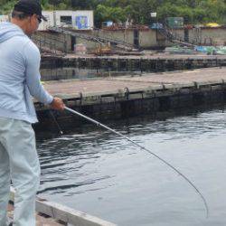 淡路じゃのひれフィッシングパーク 釣果
