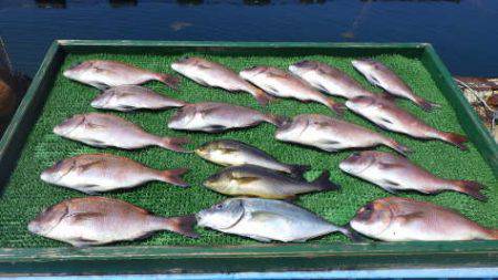 淡路じゃのひれフィッシングパーク 釣果