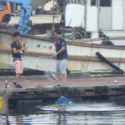 淡路じゃのひれフィッシングパーク 釣果