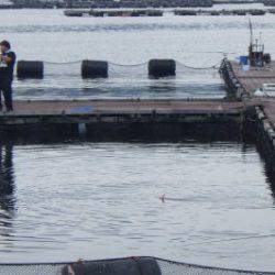 淡路じゃのひれフィッシングパーク 釣果