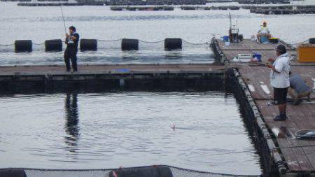 淡路じゃのひれフィッシングパーク 釣果