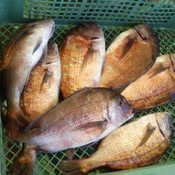 淡路じゃのひれフィッシングパーク 釣果