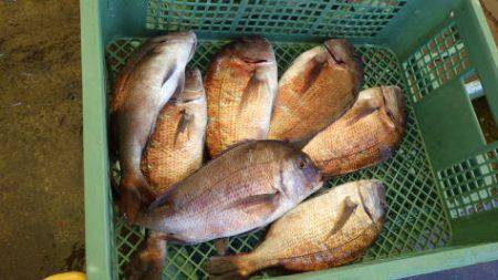 淡路じゃのひれフィッシングパーク 釣果