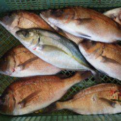 淡路じゃのひれフィッシングパーク 釣果