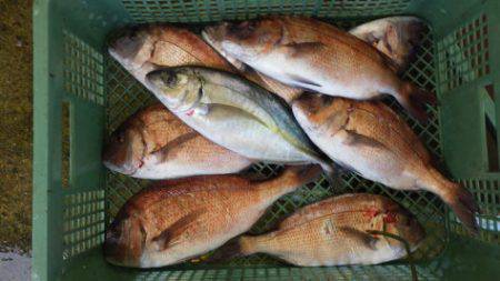 淡路じゃのひれフィッシングパーク 釣果