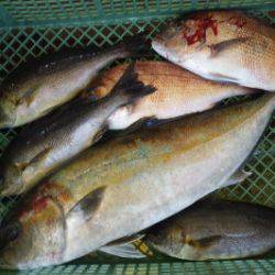 淡路じゃのひれフィッシングパーク 釣果