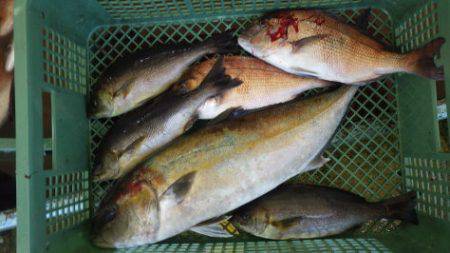 淡路じゃのひれフィッシングパーク 釣果